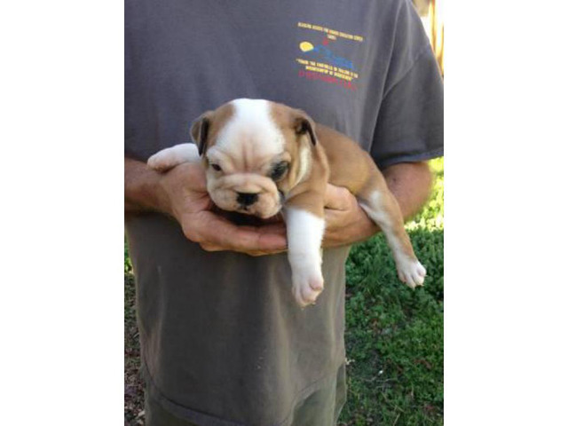 2 sweet AKC English bulldog puppies for sale in Memphis