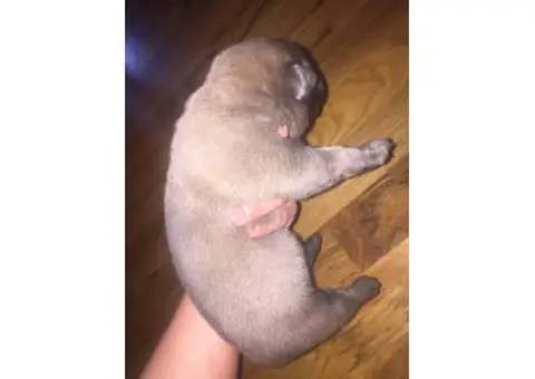 9 beautiful Belgian Malinois puppies available