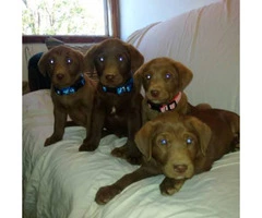Chocolate lab pups - 2