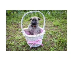Cute German Shepherd puppies for sale - 2