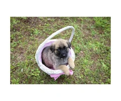 Cute German Shepherd puppies for sale - 4