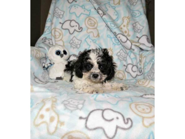 3 adorable Maltipoo puppies for sale in Jacksonville, Florida Puppies