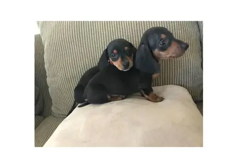 2 males Black and Tan Dachshund Puppies for Sale