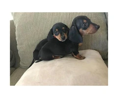 2 males Black and Tan Dachshund Puppies for Sale