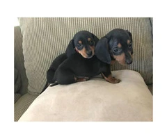 2 males Black and Tan Dachshund Puppies for Sale - 2