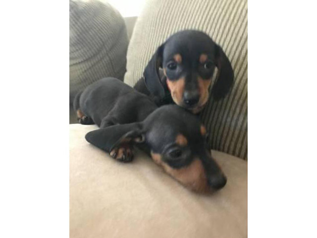 2 males Black and Tan Dachshund Puppies for Sale in Las