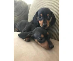 2 males Black and Tan Dachshund Puppies for Sale - 3