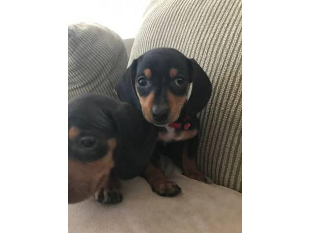 2 males Black and Tan Dachshund Puppies for Sale in Las