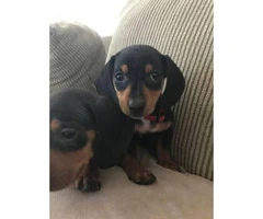 2 males Black and Tan Dachshund Puppies for Sale - 4
