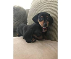 2 males Black and Tan Dachshund Puppies for Sale - 5