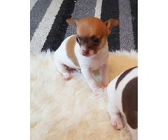 Kc Reg Longcoat Chihuahua Puppy's