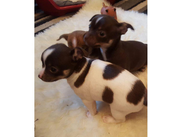 kc-reg-longcoat-chihuahua-puppy-s-washington-puppies-for-sale-near-me