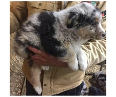 Australian Shepherd Puppies to Rehome - 2