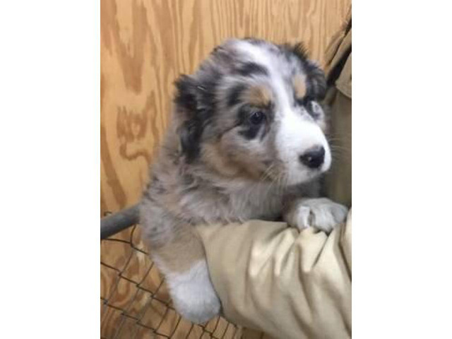 Australian Shepherd Puppies to Rehome Sioux City - Puppies for Sale Near Me