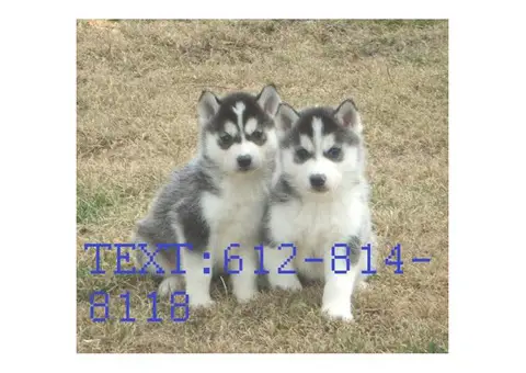 Akc registered Siberian Husky puppies.