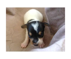 Registered Jack Russell Puppies