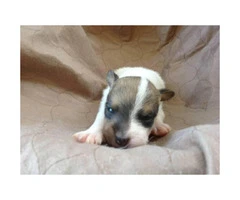 Registered Jack Russell Puppies - 2