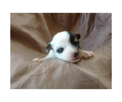 Registered Jack Russell Puppies - 3
