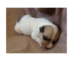 Registered Jack Russell Puppies - 4