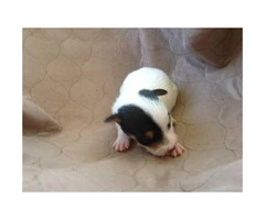 Registered Jack Russell Puppies - 5