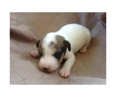 Registered Jack Russell Puppies - 6