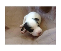 Registered Jack Russell Puppies - 7