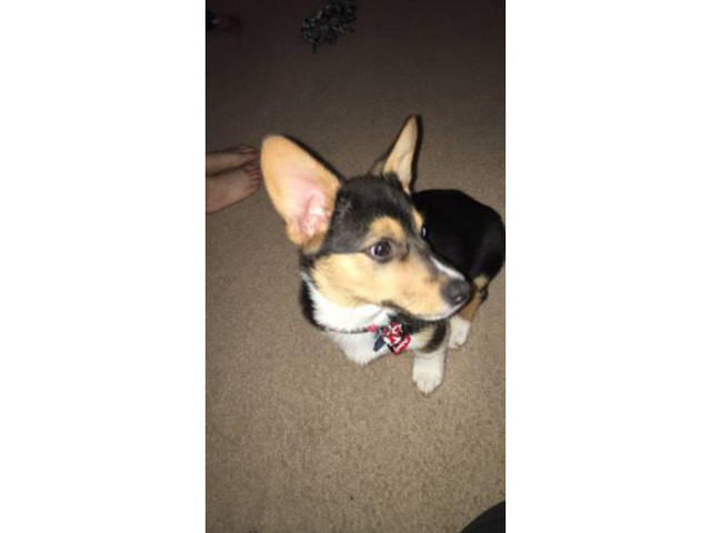 Tri color AKC registered Pembroke Welsh Corgi Puppy for Sale in Omaha, Nebraska - Puppies for ...