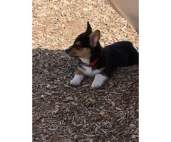 corgi akc registered tri