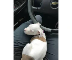 10 week old female American Purebred Pitbull puppy