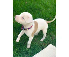 10 week old female American Purebred Pitbull puppy - 2