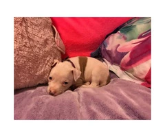 10 week old female American Purebred Pitbull puppy - 4