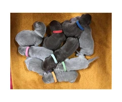 AKC Labrador Puppies!