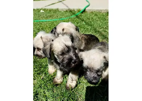 Minie Schnauzer