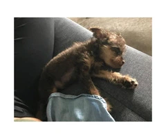 Pinny-Poo (Miniature Pinscher-Poodle Mix) Puppy for sale - 1