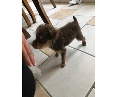 Pinny-Poo (Miniature Pinscher-Poodle Mix) Puppy for sale - 2