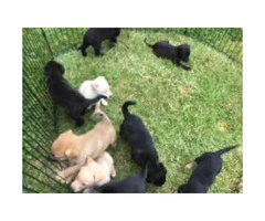 Shepherd mix puppies for sale - 1