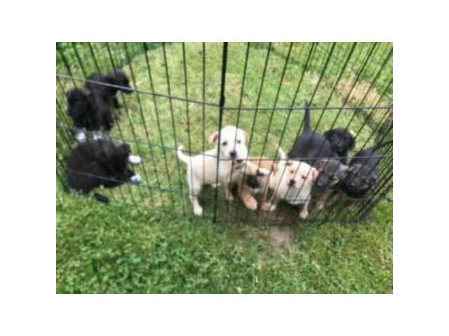 Shepherd mix puppies for sale in Cleveland, Ohio - Puppies ...