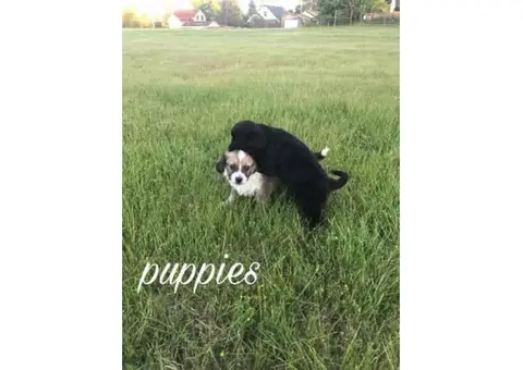 2 months old maltese shih tzu puppies