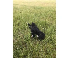 2 months old maltese shih tzu puppies - 4