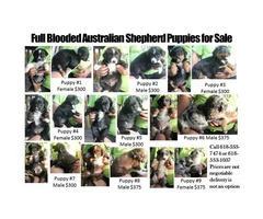 Full Blooded Australian Shepherd