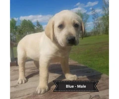 3 males Registered Yellow Labs