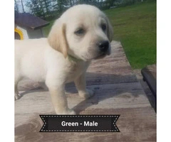 3 males Registered Yellow Labs - 2