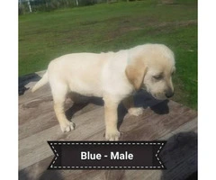 3 males Registered Yellow Labs - 4