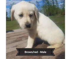 3 males Registered Yellow Labs - 5