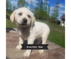 3 males Registered Yellow Labs - 6