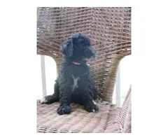 One male standard poodle puppy to be re-homed as a pet