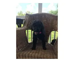 One male standard poodle puppy to be re-homed as a pet - 2