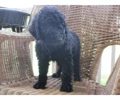 One male standard poodle puppy to be re-homed as a pet - 4