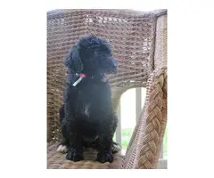 One male standard poodle puppy to be re-homed as a pet - 5