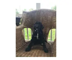One male standard poodle puppy to be re-homed as a pet - 6